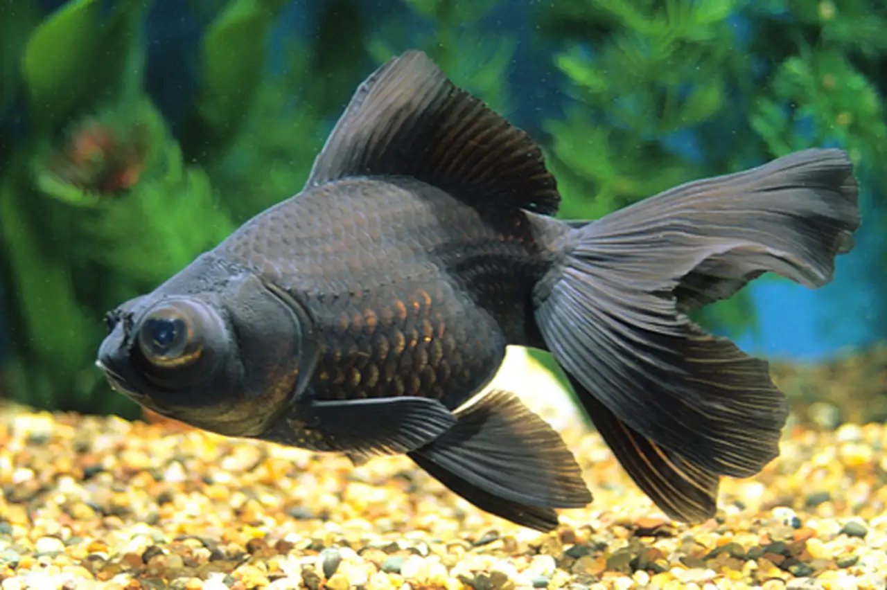 Black Moor Goldfish